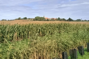 Découverte du village de Juvelize et de son pré salé 