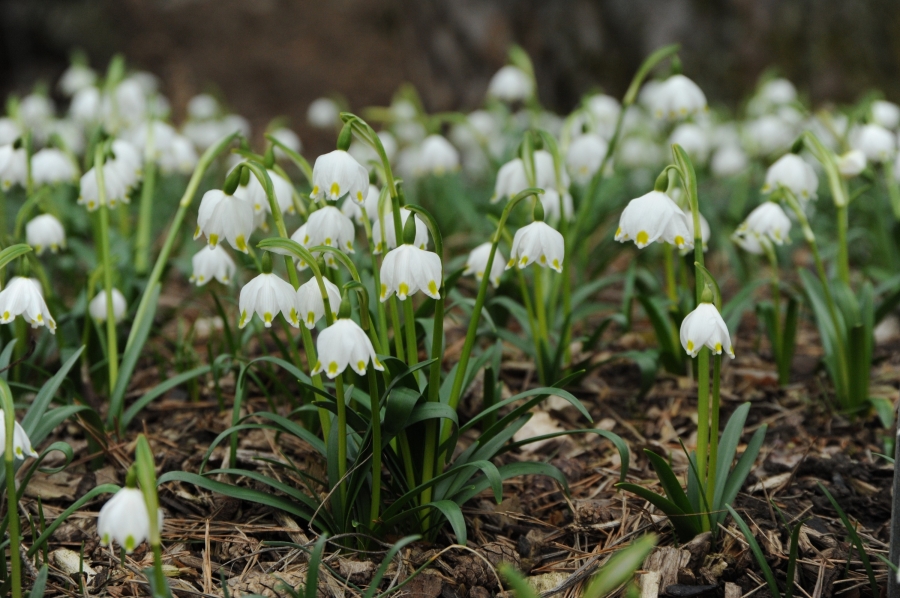 niveole de printemps