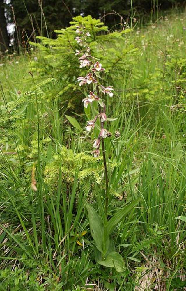 Epipactis_palustris-1000