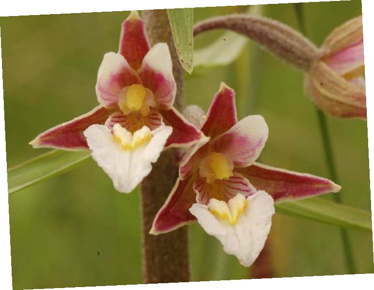 epipactis_des_marais